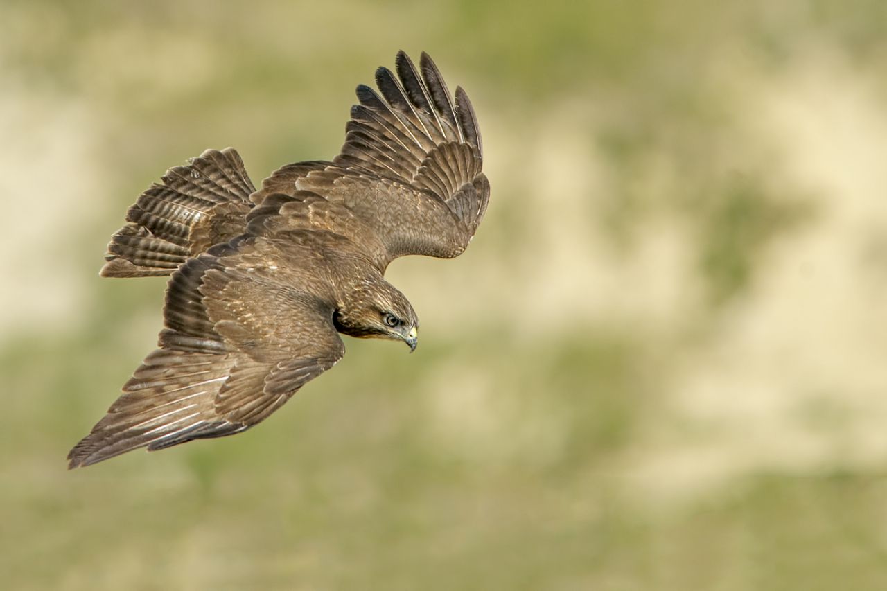 Poiana (Buteo buteo)